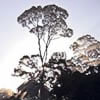 Ghost Forest: Highlighting the depletion of the world's resources