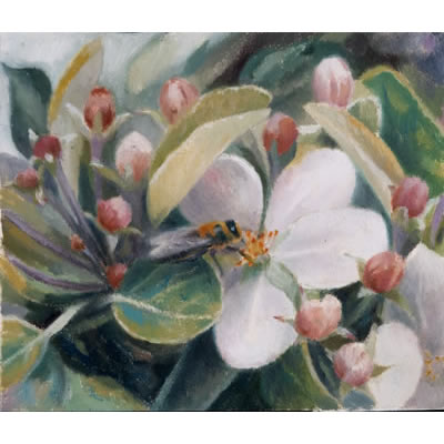 Honey bee on apple blossom by Kate Lynch