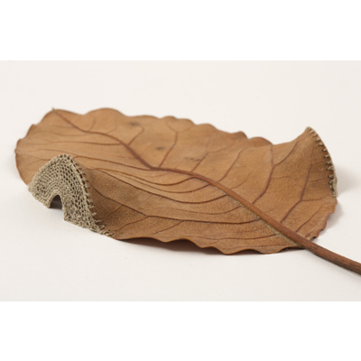 Dwelling  detail (37.4 H x 31.7 W cm framed) magnolia leaf, cotton yarn Photo: Simon Cook