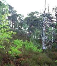 Restored area of Caledonian Forest. Photograph: Alan Watson Featherstone