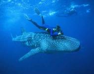 Snorkelling with whale shark, Ningaloo reef, Western Australia. Photograph: Fred Bavendam/Still Pict