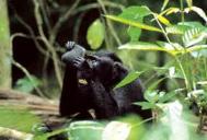 Celebes black ape looking at his reflection Photograph: Solvin Zankl