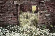 Ox-eye daisies, Orkney Photograph: Paul TurnerRonda, Spain. From In My Mind's Eye (Guild of Master C