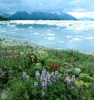 Paintbrush, lupins, fireweed and icebergs, Russel Fiord Wilderness, Alaska. Photograph: Howie Garber