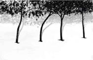 From 'Trees in Snow' series Photograph: Abbas Kiarostami