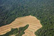 Deforestation of the Amazon showing areas cleared for soybean plantations Photograph: Sue Cunningham