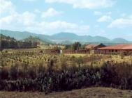 Traditionally biodiverse farmstead containing food and medicinal crops Photograph: Sandra Hill