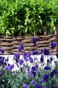 Raised beds and lavender hedging Photograph: Jo Oland