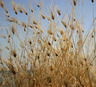 Interesting Grasses, Photograph: Matthew Scherf/Istock