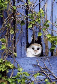 Barn Owl by David Tipling