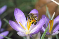 Honeybee on crocus. Photograph: Gordon Maclean/osf.co.uk
