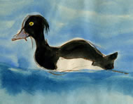 Tufted Duck by Jill Paine