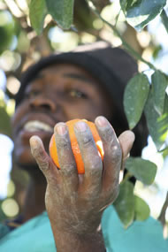 A Fairtrade farmer growing citrus in South Africa. Photograph: Naomi Kranhold
