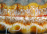 Diver Protected Scallop by Mark Lavington. Photo courtesy Lundy Splash IN www.lundyisland.co.uk