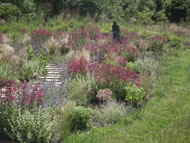 Fig 2. Expansive meadow-like planting by Jane Hurst