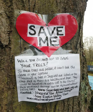 Photo courtesy of Sheffield Tree Action Group (STAG)