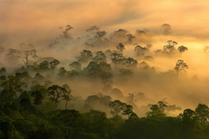 Rainforest Cloud Dawn Mist © Nick Garbutt www.nickgarbutt.com
