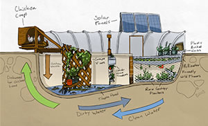 The cycle of a Garden Pool. Illustration © gardenpool.org
