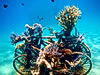 Art for Oceans