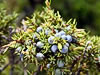 Spiced Juniper Berries