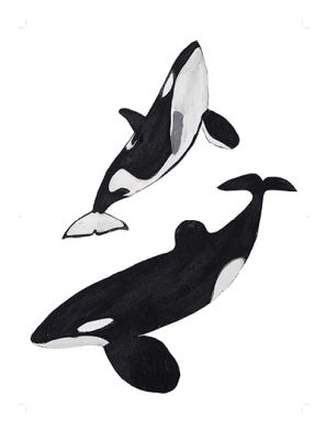 Orcas © Beatrice Forshall