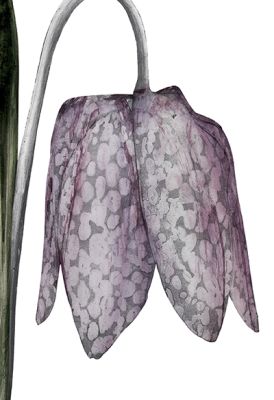 Snake's Head Fritillary © Beatrice Forshall