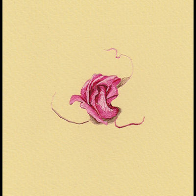 Intimidator Rose, 2019