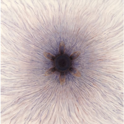 Moonflower No: 1 – 2002 - Oil on Canvas