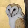 Barn Owl