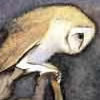 Barn Owl