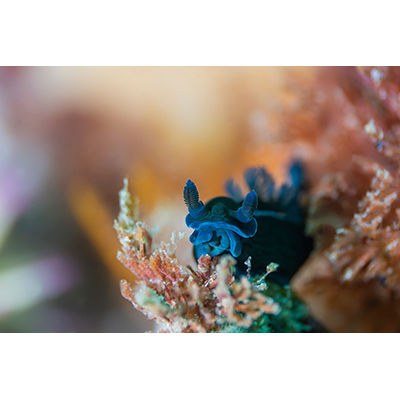 Black nudibranch - Copyright Kate Jonker