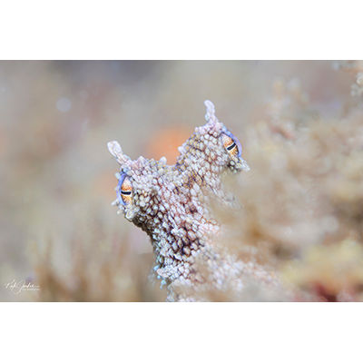 Common octopus - Copyright Kate Jonker