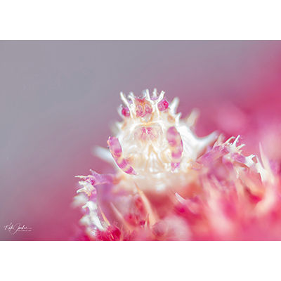 Candy crab - Copyright Kate Jonker