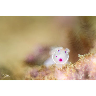 Inkspot nudibranch - Copyright Kate Jonker