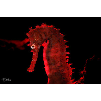 Spiny seahorse - Copyright Kate Jonker