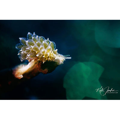 Peering into the abyss - Copyright Kate Jonker