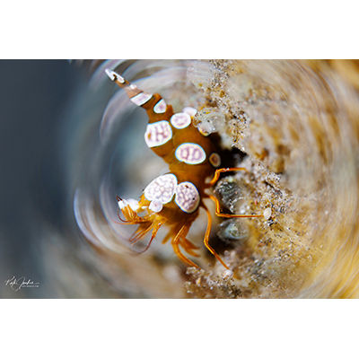 Shrimp - Copyright Kate Jonker