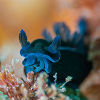 Black nudibranch - Copyright Kate Jonker