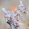 Common octopus - Copyright Kate Jonker