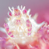 Candy crab - Copyright Kate Jonker