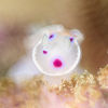 Inkspot nudibranch - Copyright Kate Jonker