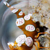 Shrimp - Copyright Kate Jonker