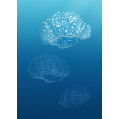 Kim Preston - Jellyfish