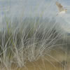 Marram 18” x 24”