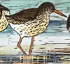 Redshanks, hand coloured woodcut by Lisa Hooper