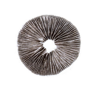 Nine Spore Prints, 2012, by Chris Drury, photo: Chris Drury. Transparent digital prints. Scans from 1cm mushroom spore prints on 35mm glass slides, digitally printed on transparent film to fit 9 windows of the greenhouse
