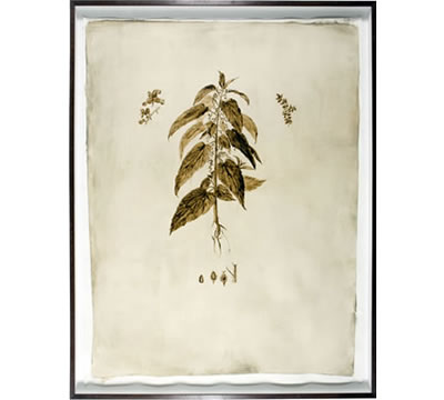 Antidotal Paintings: Stinging Nettle, 2010, by Hugo Wilson, photo: Niall Mcdiarmid. Ground dock leaf in oil &copy; Hugo Wilson