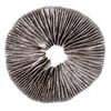 Nine Spore Prints