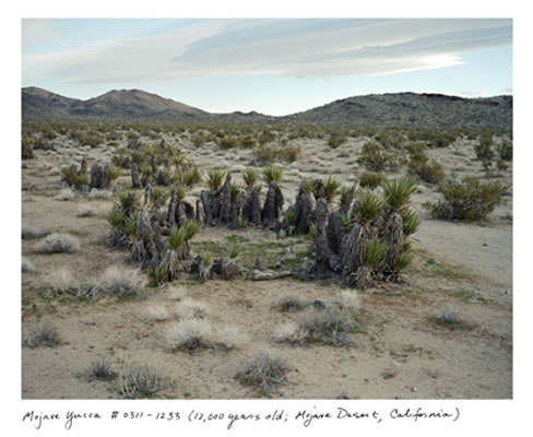 Mojave Yucca