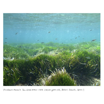Posidonia Oceania Sea Grass
